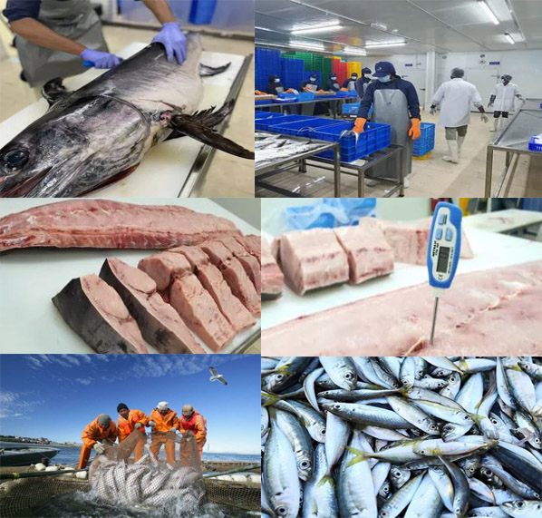 Tuna fishing, processing and product preparation